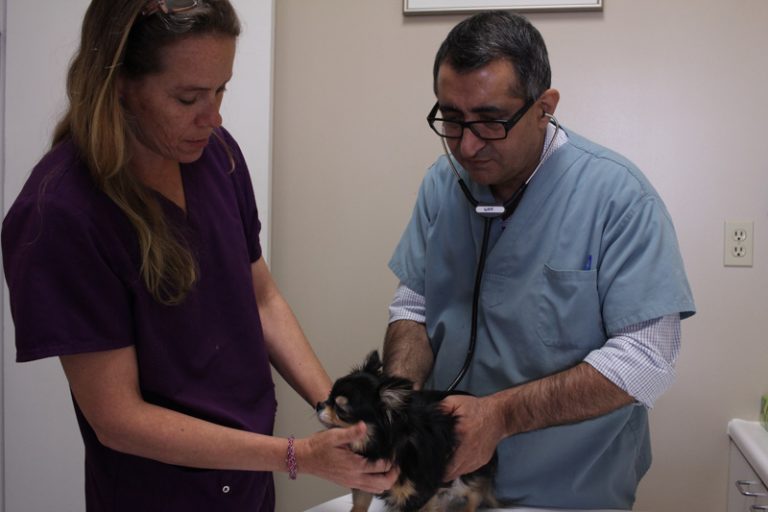 SPAY AND NEUTER INFORMATION & PROCEDURE Whitby Animal Hospital